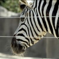 Zebra in San Diego Zoo, Сан-Диего