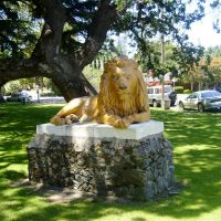 Mighty Lion, Сан-Карлос