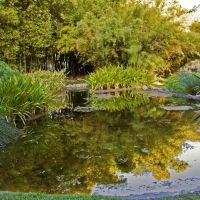Lily Pond, Huntington Botanical Garden San Marino California, Сан-Марино