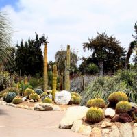 Cactus Garden ► Huntington Library ► San Marino, CA, USA, Сан-Марино