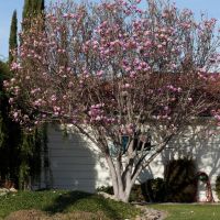 Magnolia blooms, Саннивейл