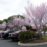 Cherry bloom, Саннивейл