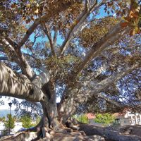 Santa Barabara Morton Fig tree 5, Санта-Барбара