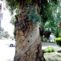 Old Tree, Санта-Клара