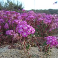 Flowers in the dunes, Сисайд