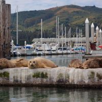 Harbor Seals and Clipper Marina, Sausalito, Marin, California, Сусалито