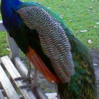 Peacock, Сьерра-Мадре
