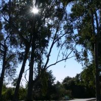 The Arboretum of Los Angeles County, California, Сьерра-Мадре