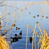 Beautiful winter lake with  ducks., Фремонт