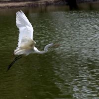 White Egret Took Flight, Хантингтон-Бич