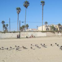 Birds in Huntington Beach, Хантингтон-Бич