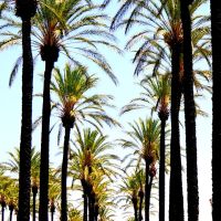 Looks Palms • Looks East. • Chino Ca., Чино