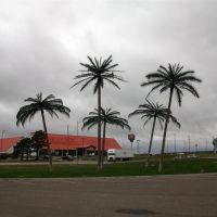 palm trees near I-70, promoting Colby as Oasis of the Plains, Colby, KS, Колби