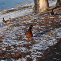 unknown duck and mallards at Lewis and Clark State Park, MO, Овербрук