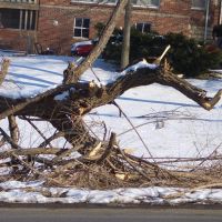 Tree & Limbs damaged from weather - dragon face from the side, Kansas City, KS, Овербрук