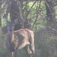 Deer  in Slough Creek Park April 2008, Перри