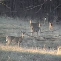 Deer herd in west end of Slough Creek Park, Перри