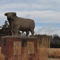 Hereford bull, limestone sculpture by Pete Felten, Hays, KS, Хэйс