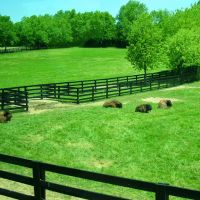Blue grass y bisontes(Lexington), Лексингтон