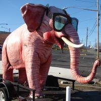 The Pink Elephant, Трентон