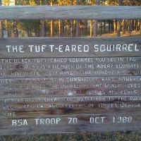 Black Forest, Colorado - Tuft-Eared Squirrel, Блэк-Форест