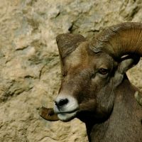 Ram in Glenwood Canyon, Гленвуд-Спрингс