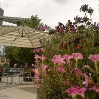 Belmar Flowers & Mod Umbrella, Лейквуд