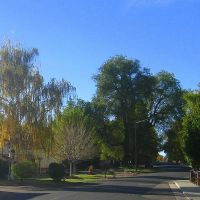 a fall weeping willow, Лейксайд