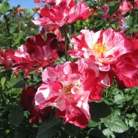 Fourth of July Roses at War Memorial Rose Garden, Литтлетон