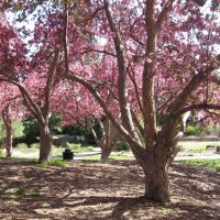 Crabapple Trees in Bloom, Литтлетон