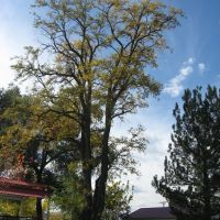 Champion Tree in Gallup Park, Литтлетон