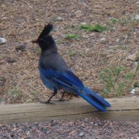 Blue bird in Colorado - Stellers Jay - Bóbitás szajkó, Нанн