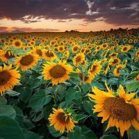 Sunset Sunflower Field in Longmont, Colorado, Нанн
