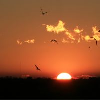 Sunrise and gulls, Нанн