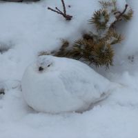 Ptarmigan in winter plumage, Longs Peak, Rocky Mountain National Park, Colorado, Нанн