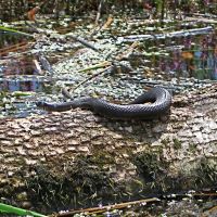Floating Meadows wildlife--Snake, Миддлетаун