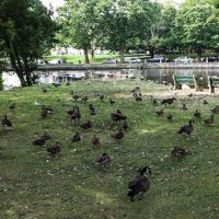 Upper Duck Pond, Милфорд
