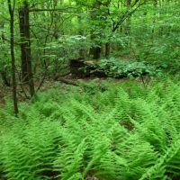 Fern forest on the Mattabesett Trail E of Lamentation Mtn. - May 23 2010, Трамбалл