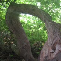 the grand O tree, Файрфилд