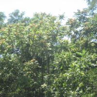 ailanthus blooming, Файрфилд