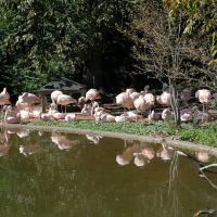 Flamingos at Baton Rouge Zoo, Бейкер