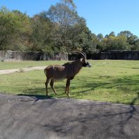 Baton Rouge Zoo, Бейкер