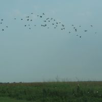 Birds over U.S. 65, Клейтон
