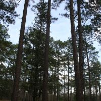 Northern Property Pines, Ковингтон