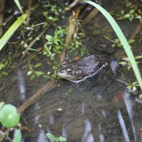 Bullfrog in Cypress Lake, Лафайетт