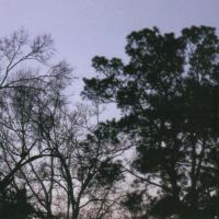 Trees at dusk in Lake Charles, Louisiana, Лейк-Чарльз
