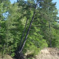 Old pine tree on Sabine River, Мерривилл