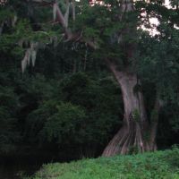 Cat Island Cypress, Чёрч-Пойнт