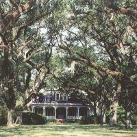 Catalpa plantation, Live Oaks planted in 1814, house built in 1885 (8-9-2000) scanned 35mm, Чёрч-Пойнт