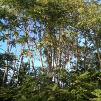Tree of Heaven - Invasive Tree, Арлингтон